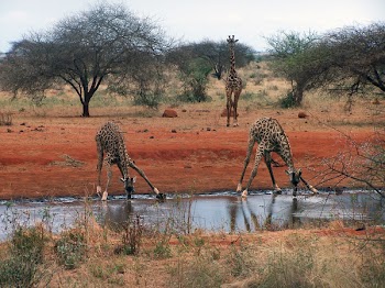 Kenia_12.jpg