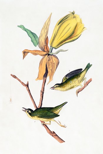 Kentucky Fly-catching Warbler (1830s)… | Free public domain illustration