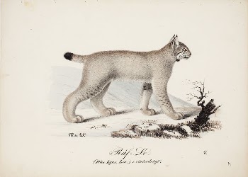 Kettuilves talvipuvussa, 1829, Magnus von | Free Photo - rawpixel
