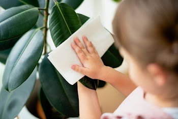 Kid cleaning indoor plants at home | Free stock photo | High Resolution image