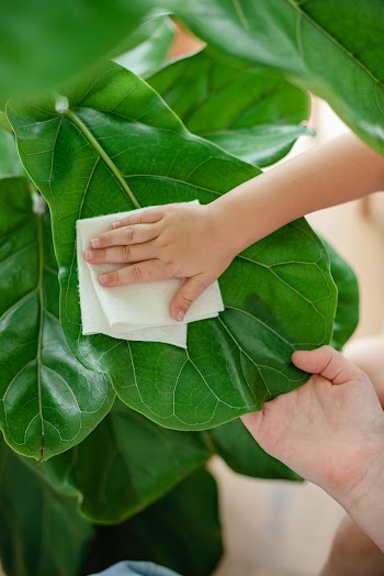 Kid cleaning indoor plants at home | Free stock photo | High Resolution image
