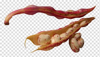 Kidney bean Vegetable, Beans transparent background PNG clipart