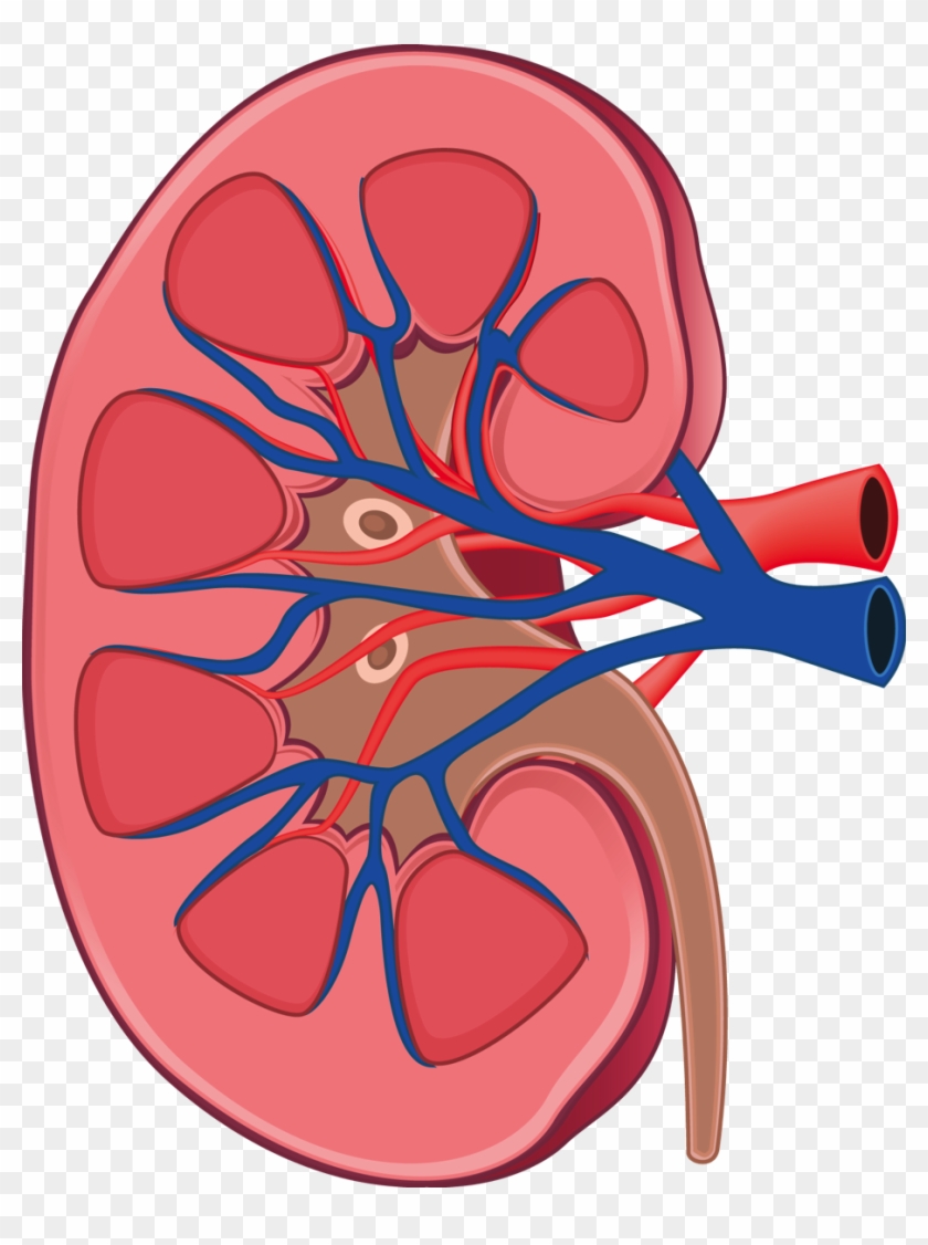 Kidney Cartoon Transparent Blackground