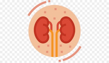 Kidney disease Urology Medicine Computer Icons - kidneys icon 
