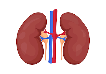 Kidney Of Human Body