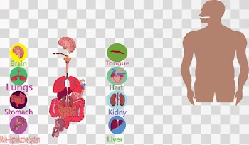 Kidney Of Human Body