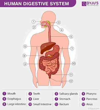 Kidney Of Human Body