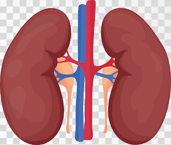 Kidney Of Human Body