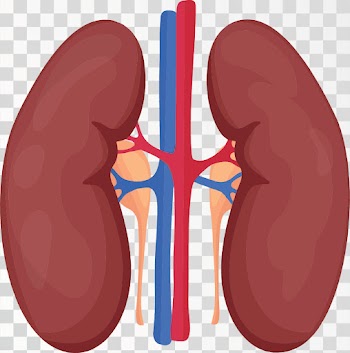 Kidney Of Human Body