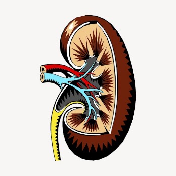 Kidney, organ collage element, medical | Free PSD - rawpixel