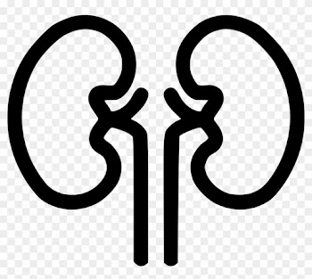 Kidney Organ Health Medical Health Renal Kidnies Comments - Kidney