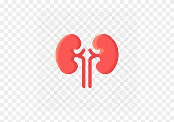 Kidney, Organ, Health, Medical, Renal, Kidnies Icon - Kidney Icon Red