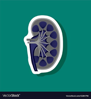 Kidney paper sticker on stylish background vector image