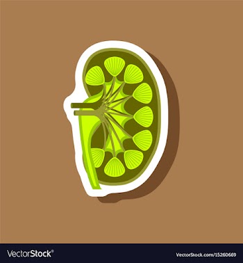 Kidney paper sticker on stylish background vector image