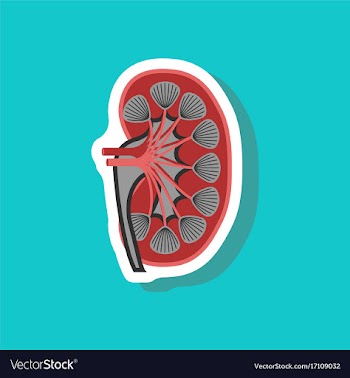 Kidney paper sticker on stylish background vector image