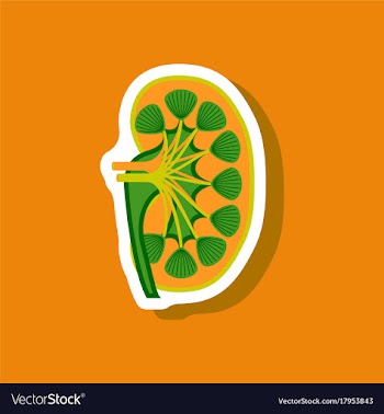 Kidney paper sticker on stylish background vector image