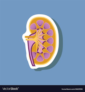 Kidney paper sticker on stylish background vector image