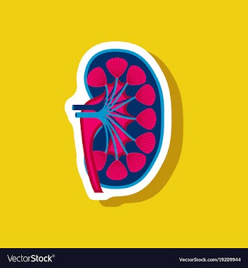 Kidney paper sticker on stylish background vector image