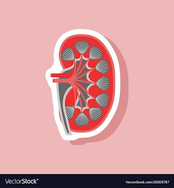 Kidney paper sticker on stylish background vector image