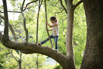 Kids Climbing Trees - Scouting Outdoors