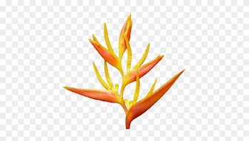 Kids Hawaiian Luau Clipart Free Clip Art Images - Tropical Flower Vector Png