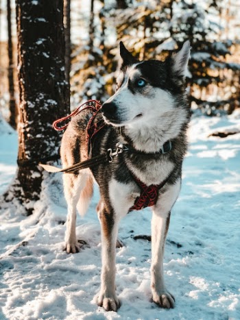 “Kiida” posing nonchalantly in the Finnish woods.