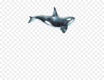 Killer whale Canvas print Art Painting Printmaking - orca 