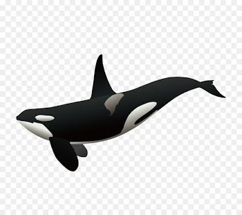 Killer whale Clip art - whale 