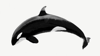 Killer whale collage element psd | Free PSD - rawpixel