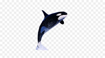 Killer whale Dolphin Information Facebook - whale 