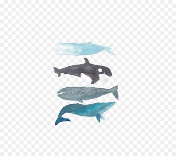 Killer whale Humpback whale Printmaking Baleen whale - whale 