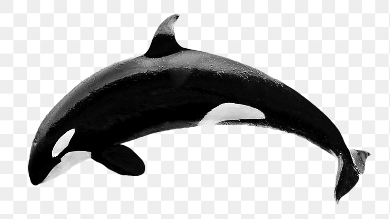 Killer whale png sticker, transparent | Free PNG - rawpixel