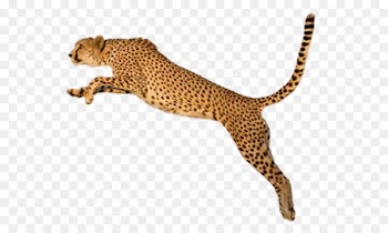 King Cheetah Felinae Clip art - Jump leopard 