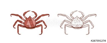 King crab vector illustrations set