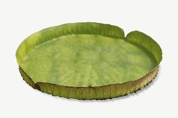 King lotus leaf collage element | Free PSD - rawpixel