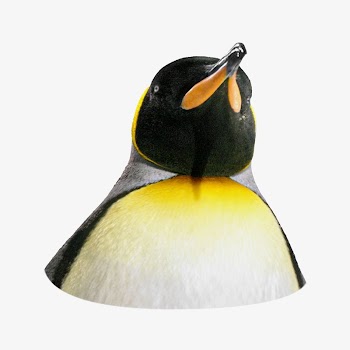King penguin animal isolated design | Free Photo - rawpixel