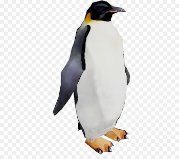 King penguin Beak -  