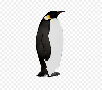 King penguin Beak -  