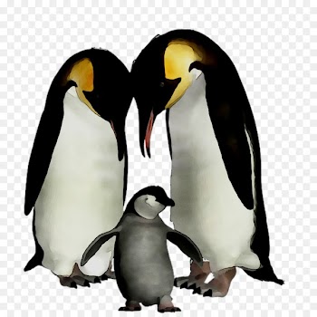 King penguin Beak -  