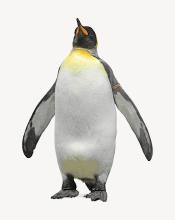 King penguin collage element psd | Free PSD - rawpixel