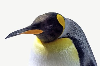 King penguin collage element psd | Free PSD - rawpixel