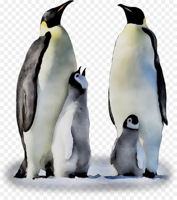 King penguin Fauna Beak -  