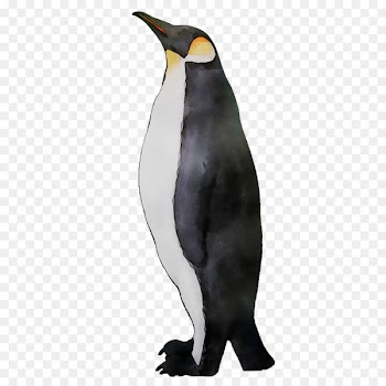 King penguin Fauna Beak -  