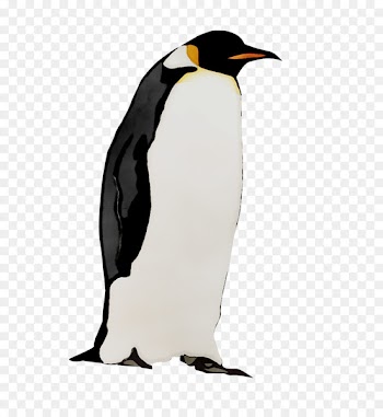 King penguin Fauna Neck Beak -  