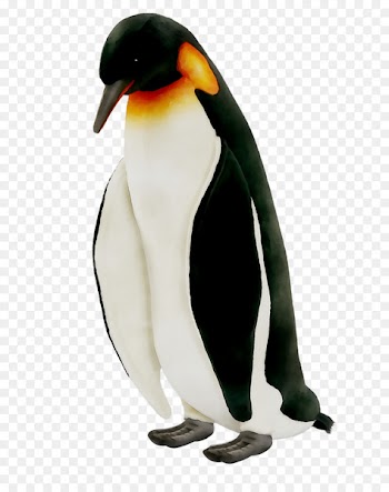 King penguin Neck Beak -  