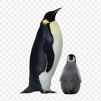 King penguin png, animal, transparent | Free PNG - rawpixel