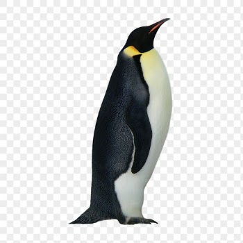 King penguin png, animal, transparent | Free PNG - rawpixel