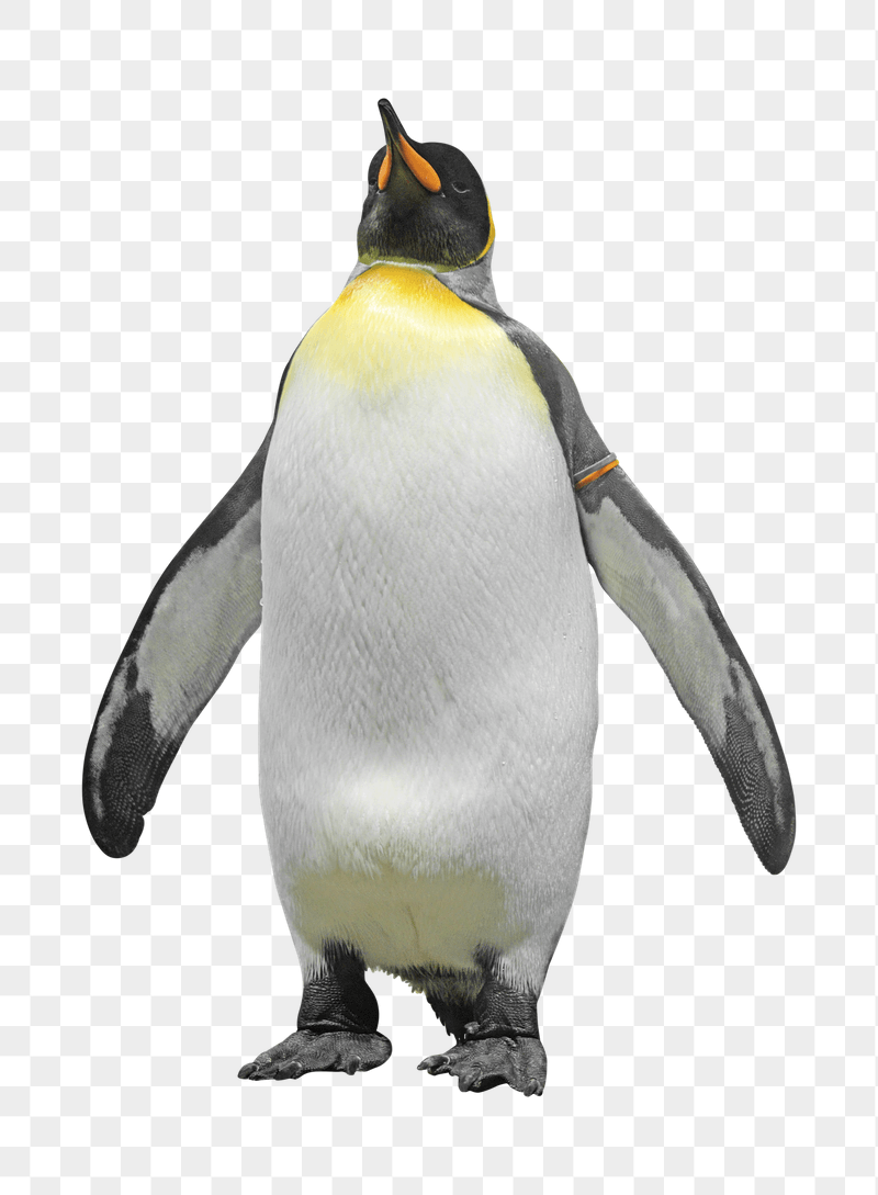 King penguin png sticker, transparent | Free PNG - rawpixel