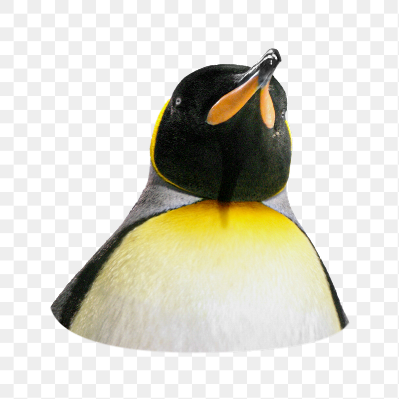 King penguin png sticker, transparent | Free PNG - rawpixel