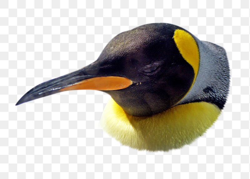 King penguin png sticker, transparent | Free PNG - rawpixel